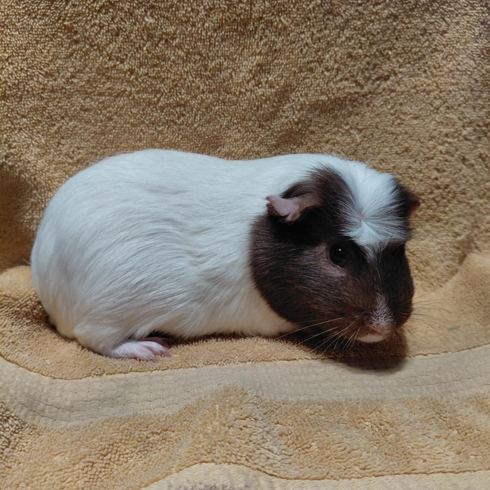 Enlarge Bryce, a ADOPTABLE Guinea Pig in Cincinnati, OH image 5/5