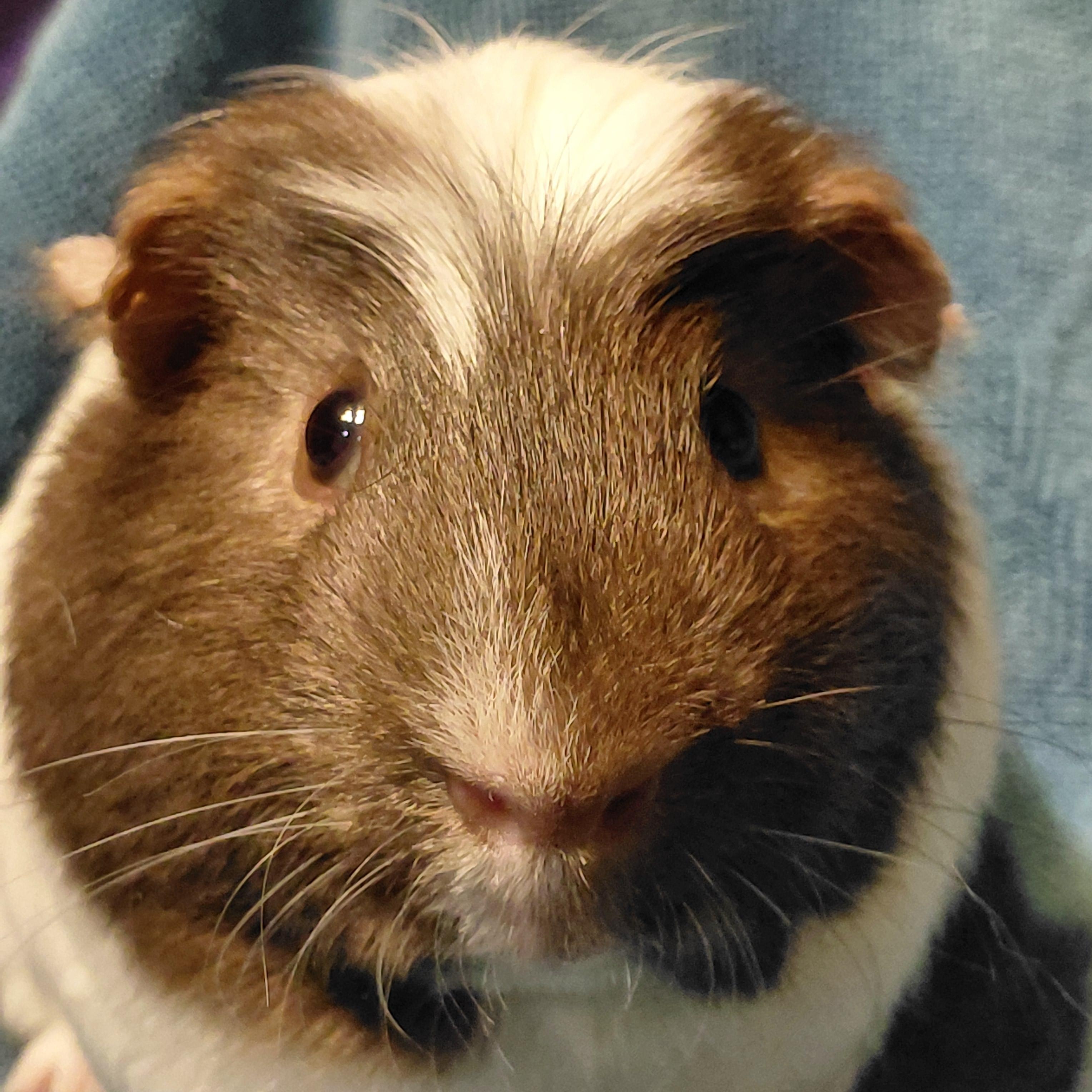 Enlarge Bryce, a ADOPTABLE Guinea Pig in Cincinnati, OH image 1/5