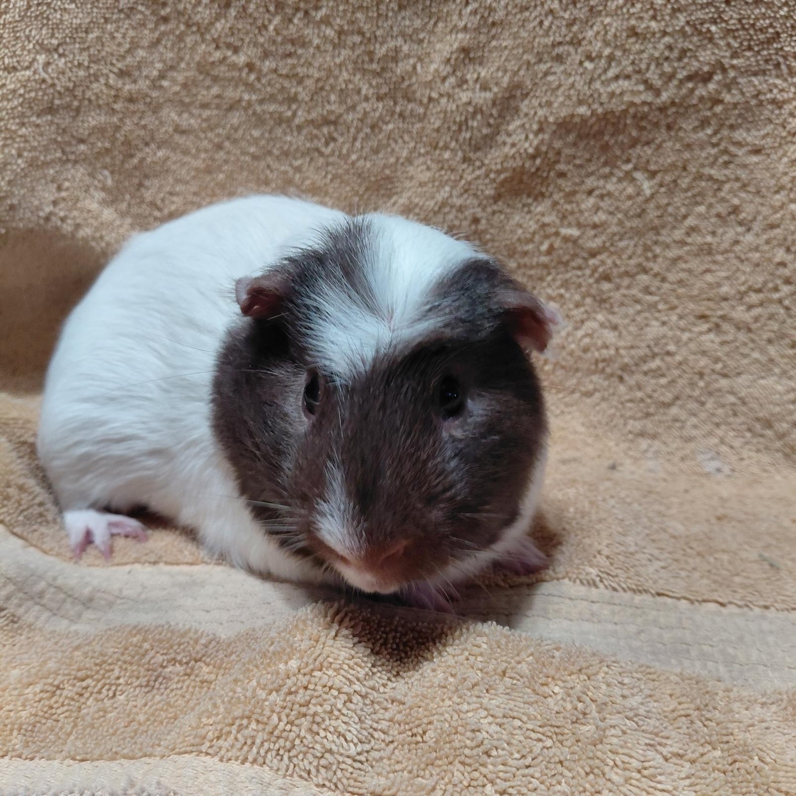 Enlarge Bryce, a ADOPTABLE Guinea Pig in Cincinnati, OH image 2/5