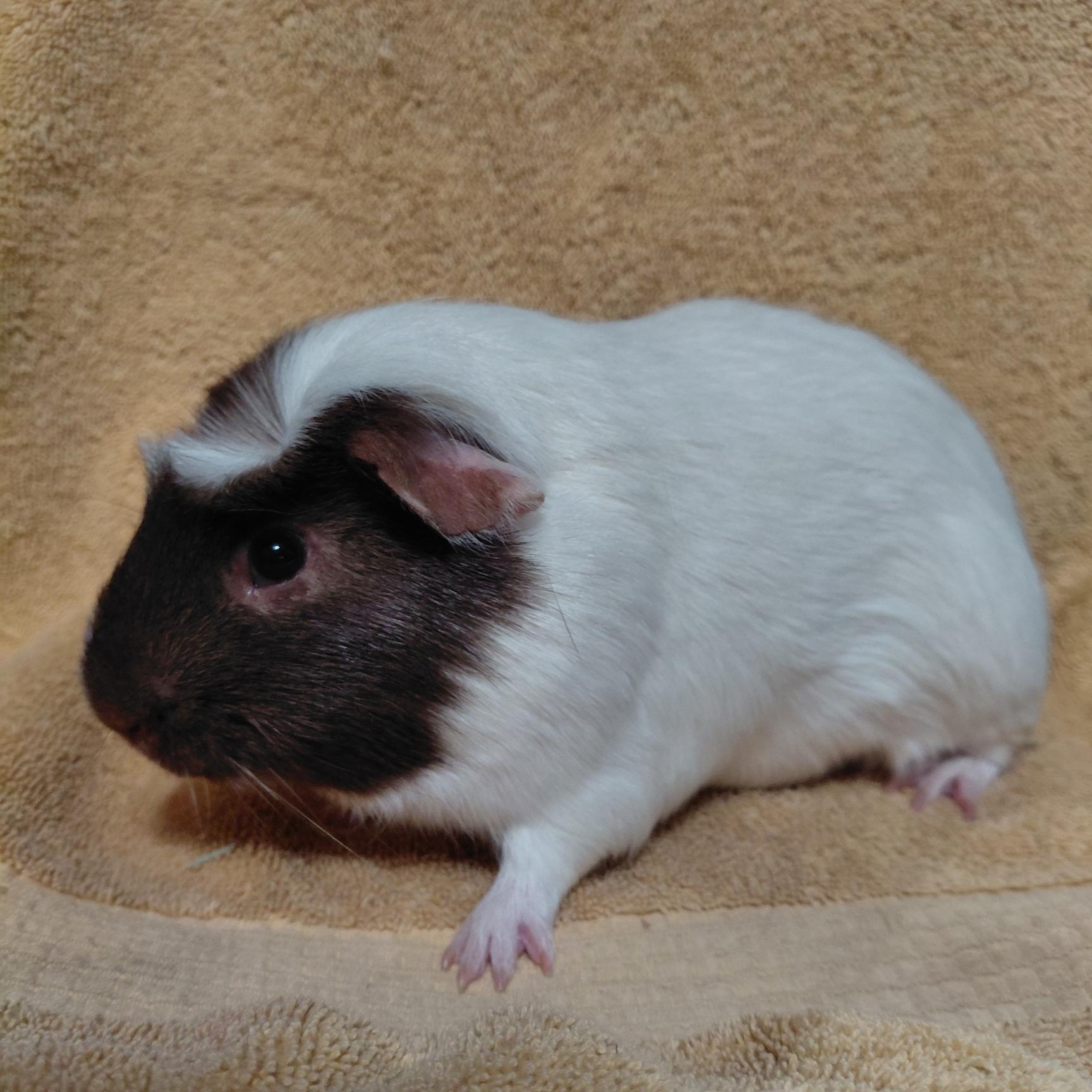Enlarge Bryce, a ADOPTABLE Guinea Pig in Cincinnati, OH image 3/5