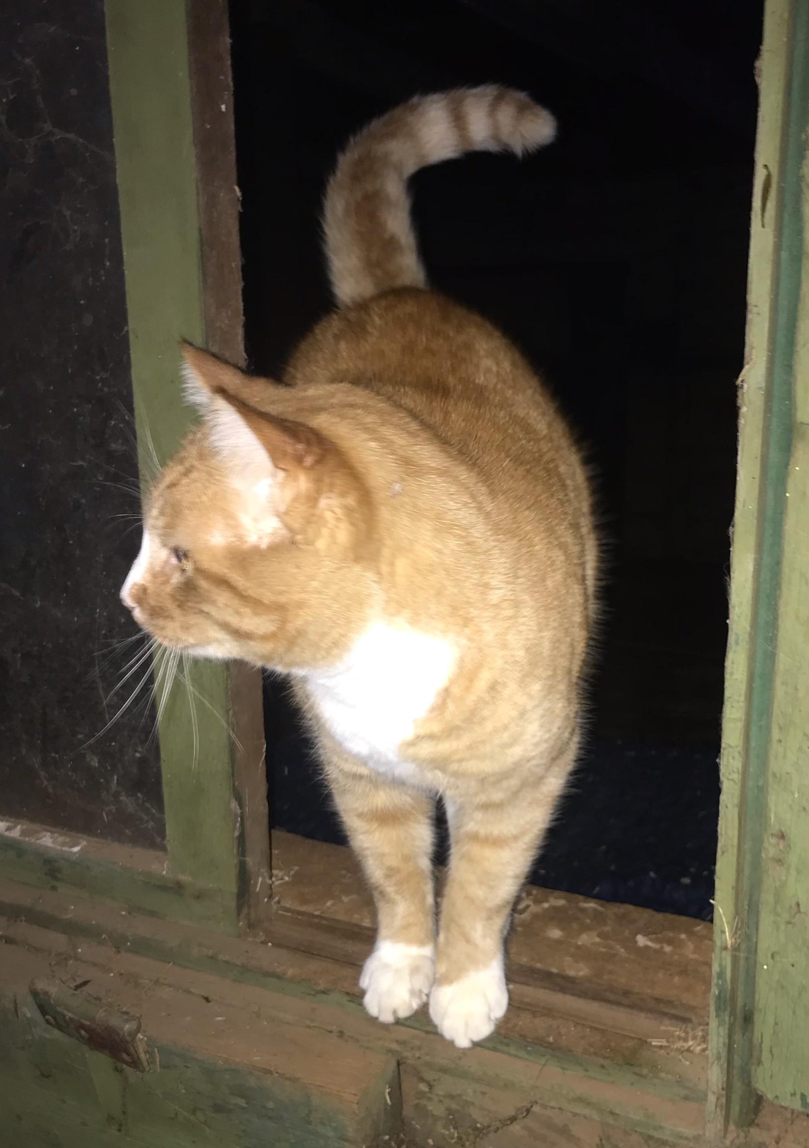 Enlarge Murray, an adopted Domestic Short Hair in San Andreas, CA image 1/1