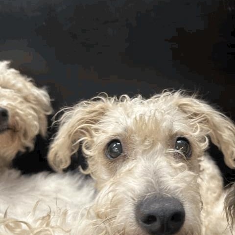 Enlarge Canela, a Adoptable mixed breed in Portland, ME image 4/4