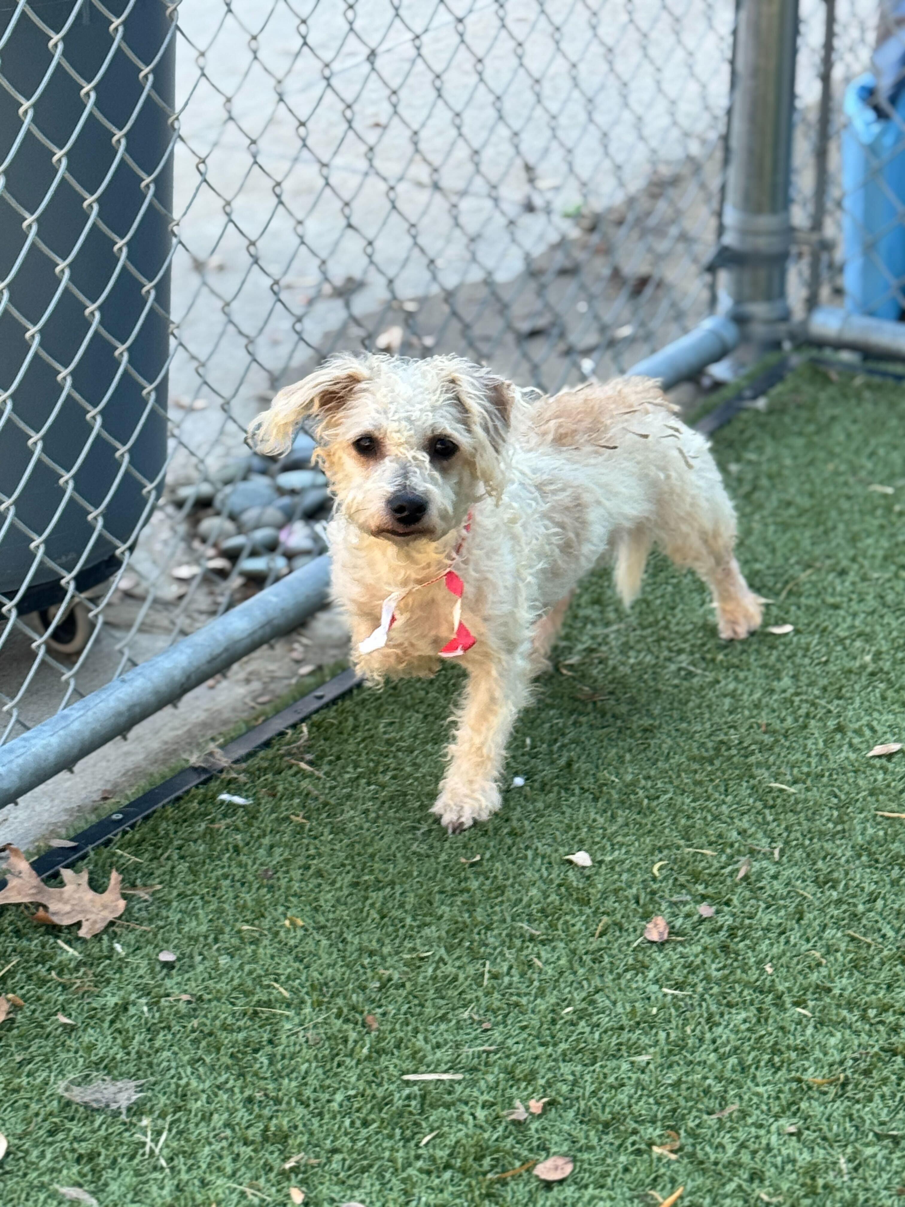 Enlarge Canela, a Adoptable mixed breed in Portland, ME image 1/4