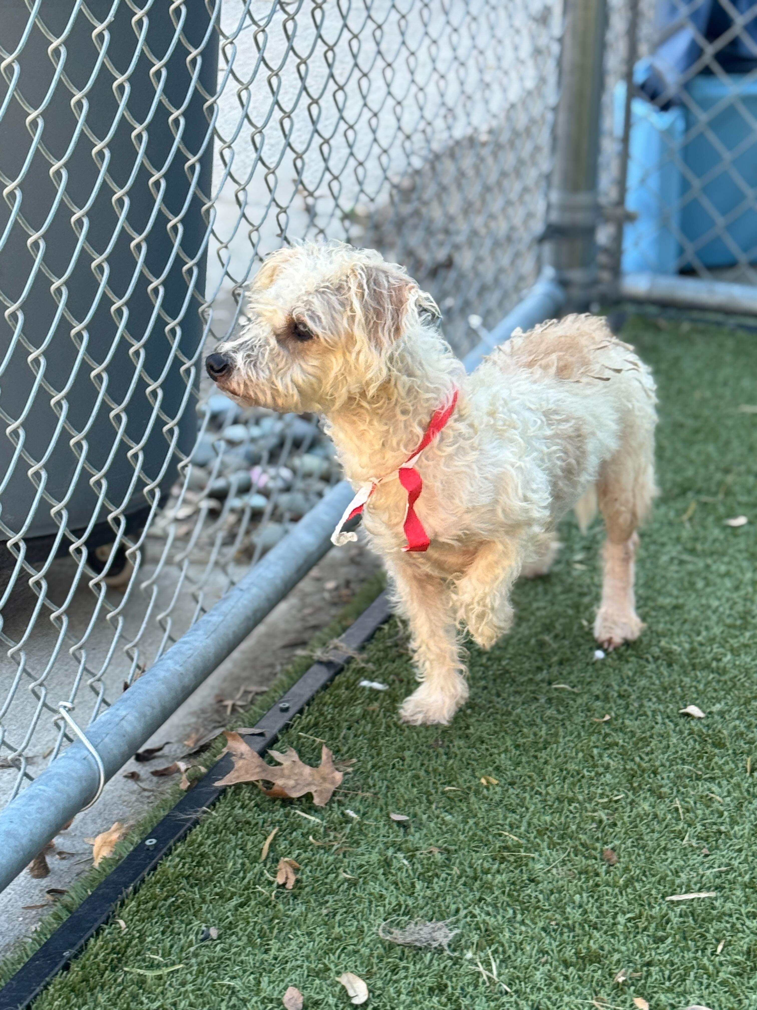 Enlarge Canela, a Adoptable mixed breed in Portland, ME image 3/4