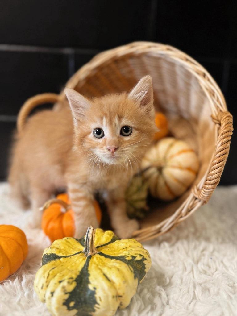 Crumble, Adoptable, Kitten Male Domestic Long Hair.