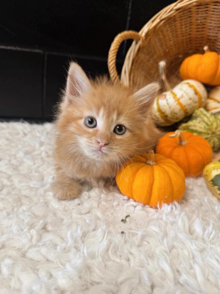 Enlarge Crumble, a Adoptable mixed breed in Effingham, IL image 2/5