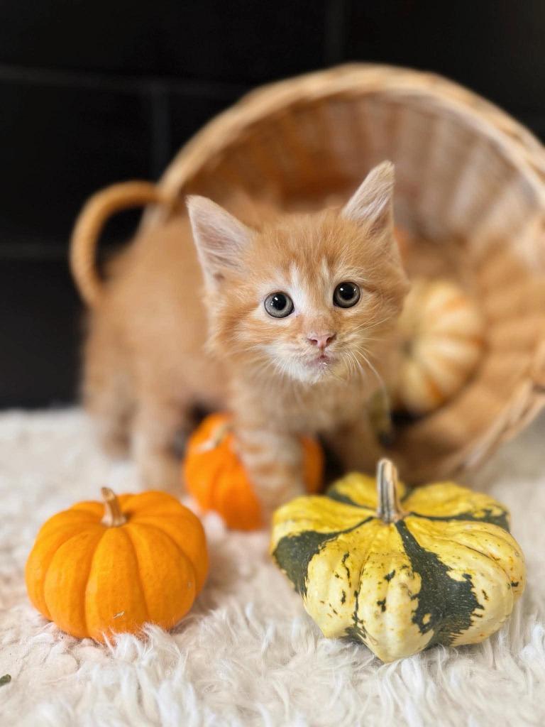 Enlarge Crumble, a Adoptable mixed breed in Effingham, IL image 3/5