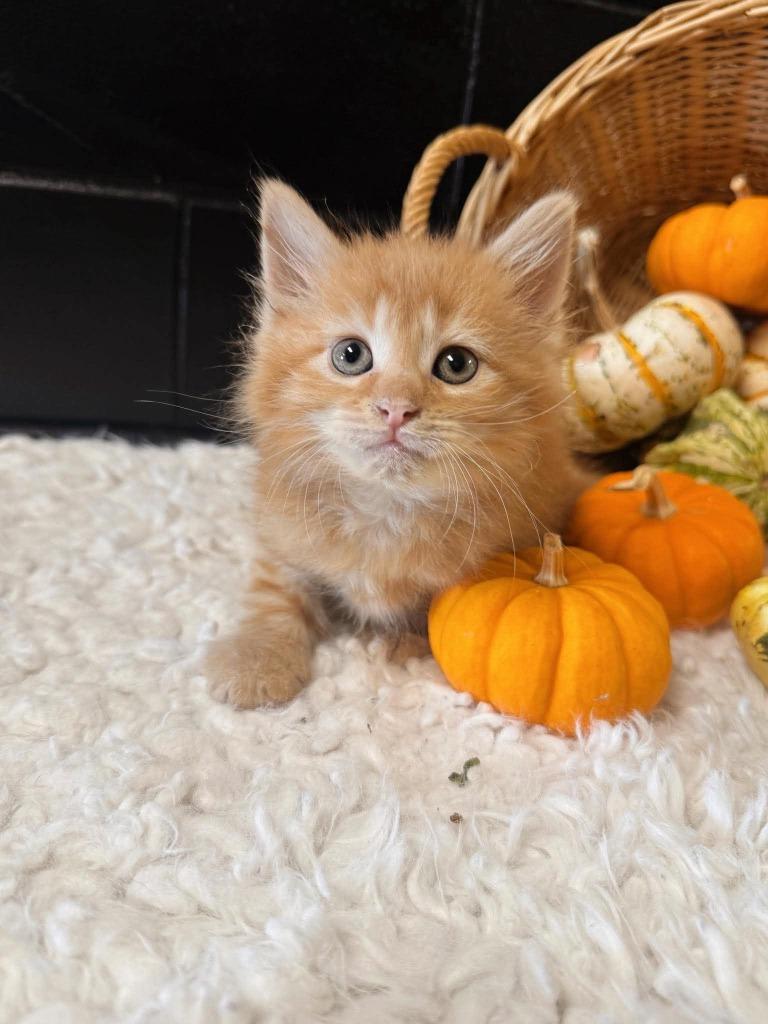 Enlarge Crumble, a Adoptable mixed breed in Effingham, IL image 4/5