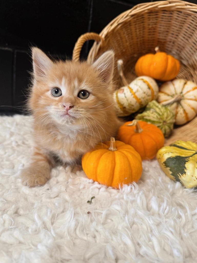 Enlarge Crumble, a Adoptable mixed breed in Effingham, IL image 5/5