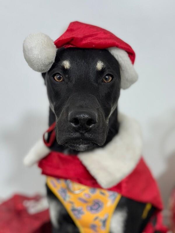 Leo-One of our Amazing Rescue Dogs, Adoptable, Young Male German Pinscher & Black Labrador Retriever.