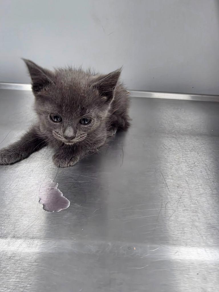 Toodles, Adoptable, Kitten Female Domestic Short Hair.