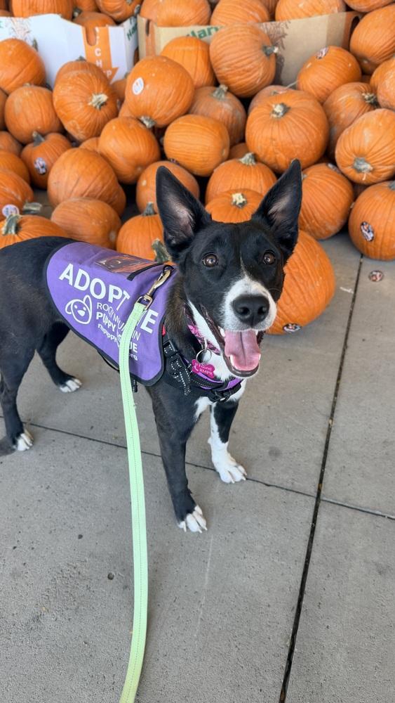 Enlarge WANDA, a Adoptable Border Collie in Thornton, CO image 1/6