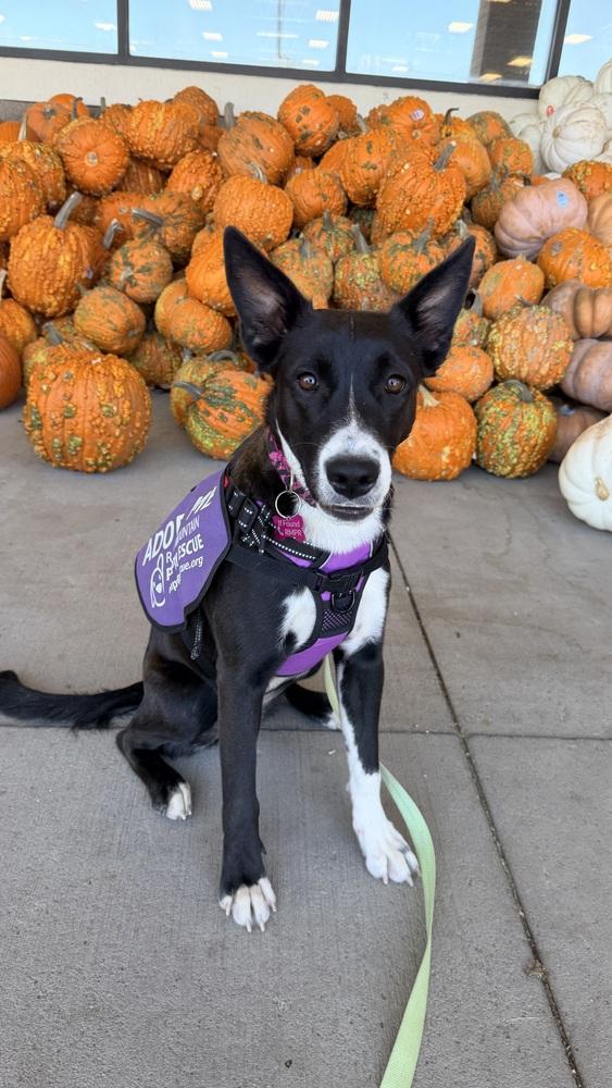 Enlarge WANDA, a Adoptable Border Collie in Thornton, CO image 4/6