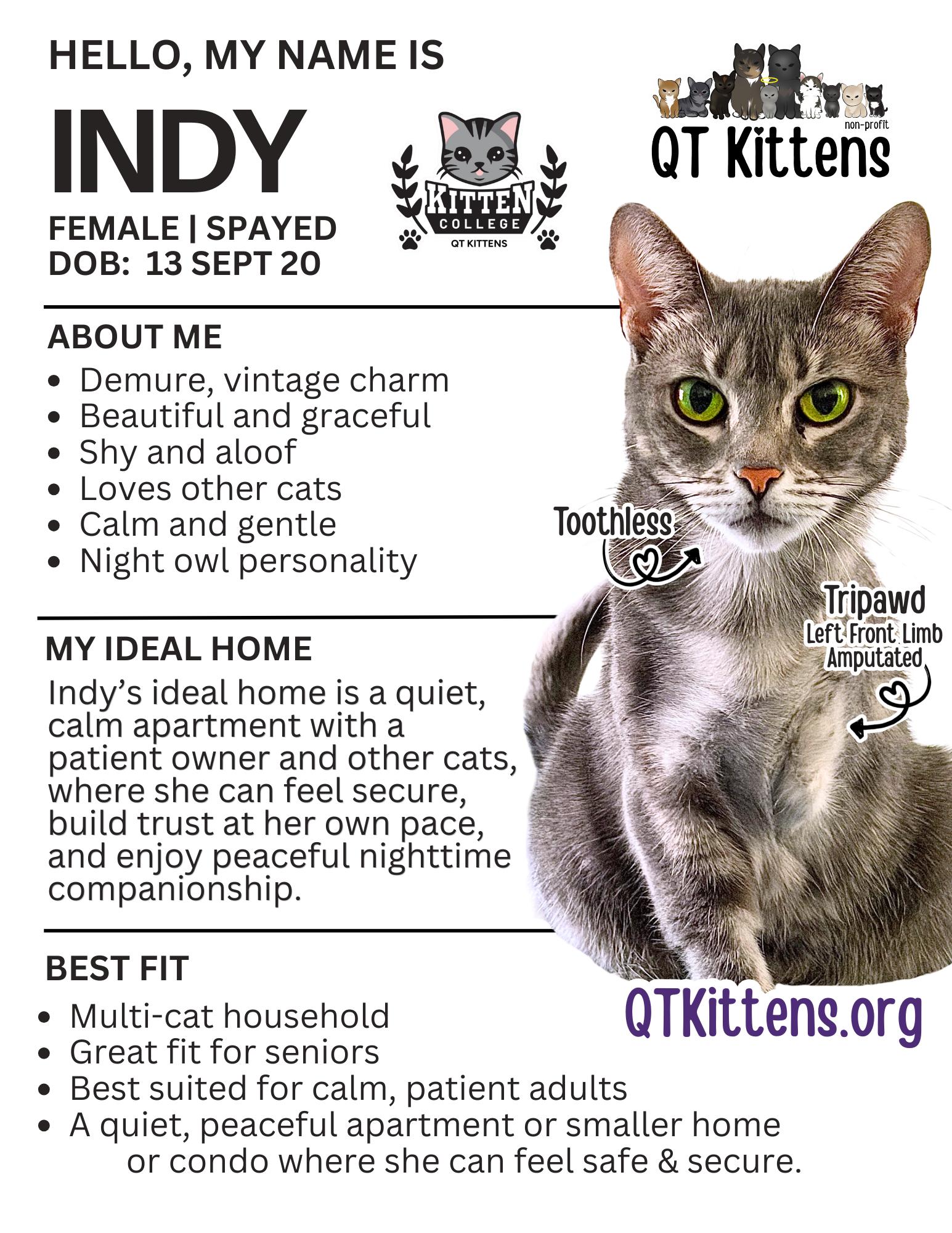 Indy, Adoptable, Adult Female Domestic Short Hair & Tabby.