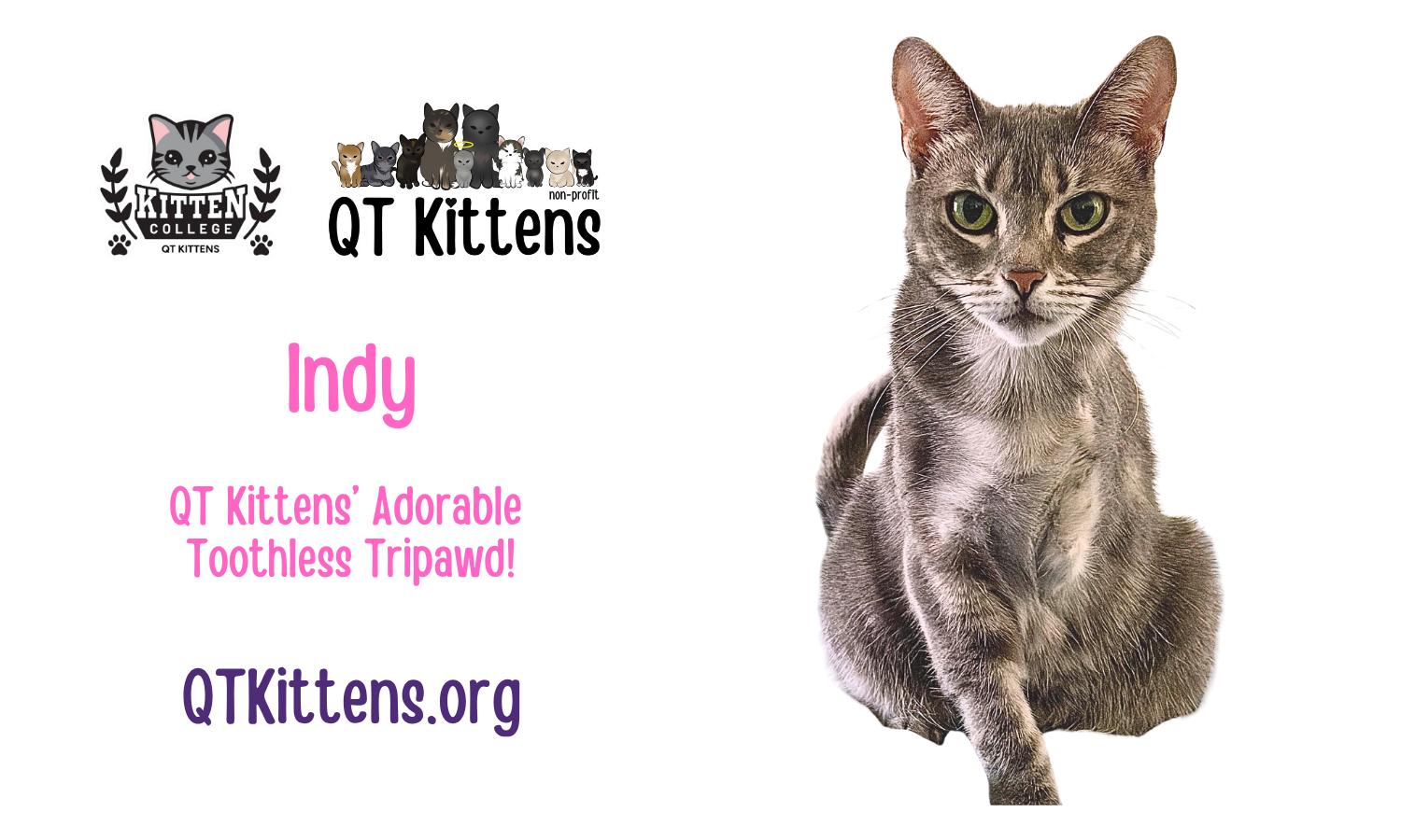 Enlarge Indy, a Adoptable mixed breed in Naples, FL image 2/3