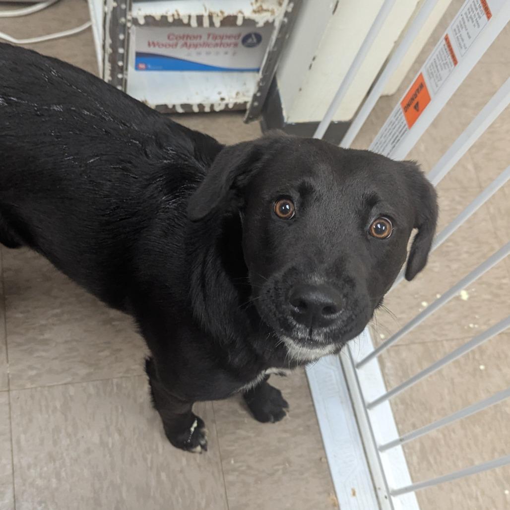 Mr. Gouda — thumbnail 2