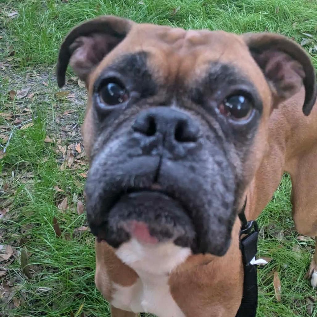 Enlarge Milo, a ADOPTABLE Boxer in Tallahassee, FL image 4/4