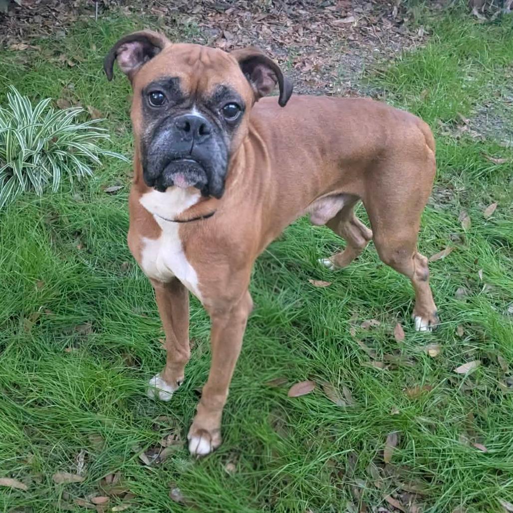Enlarge Milo, a ADOPTABLE Boxer in Tallahassee, FL image 1/4