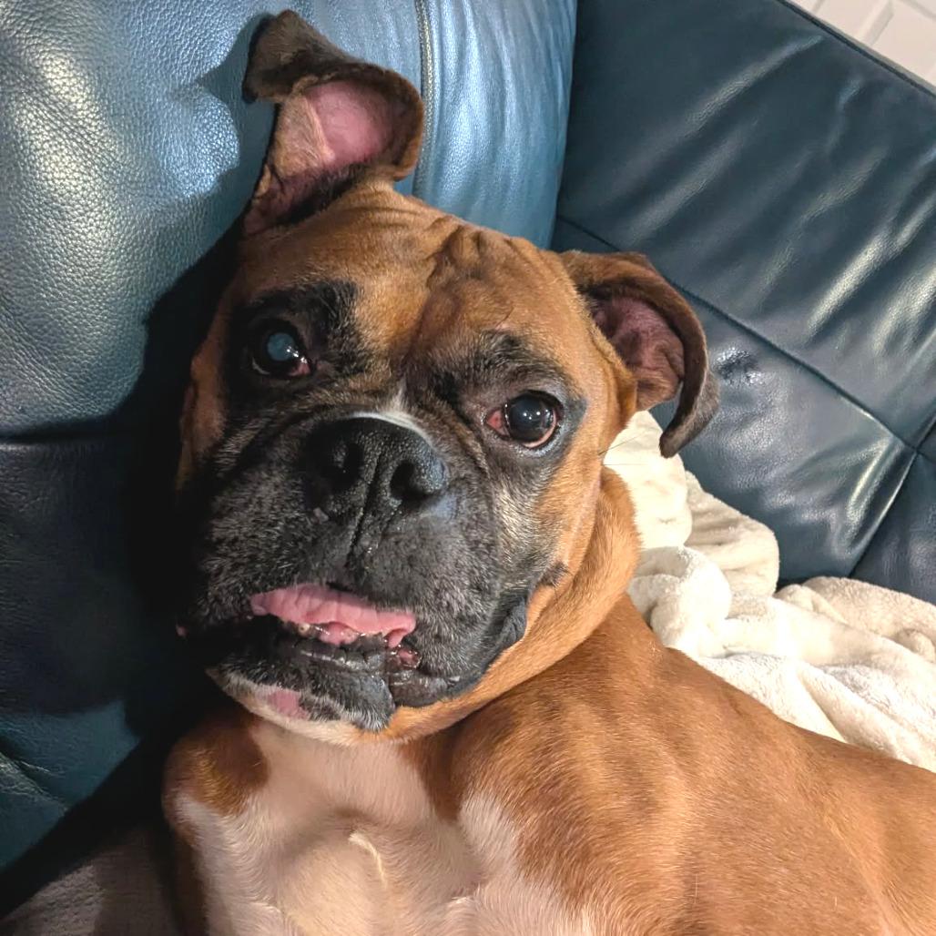 Enlarge Milo, a ADOPTABLE Boxer in Tallahassee, FL image 2/4