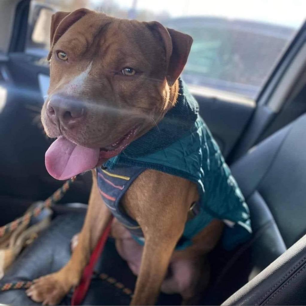 Hank, Adoptable, Adult Male Mixed Breed.