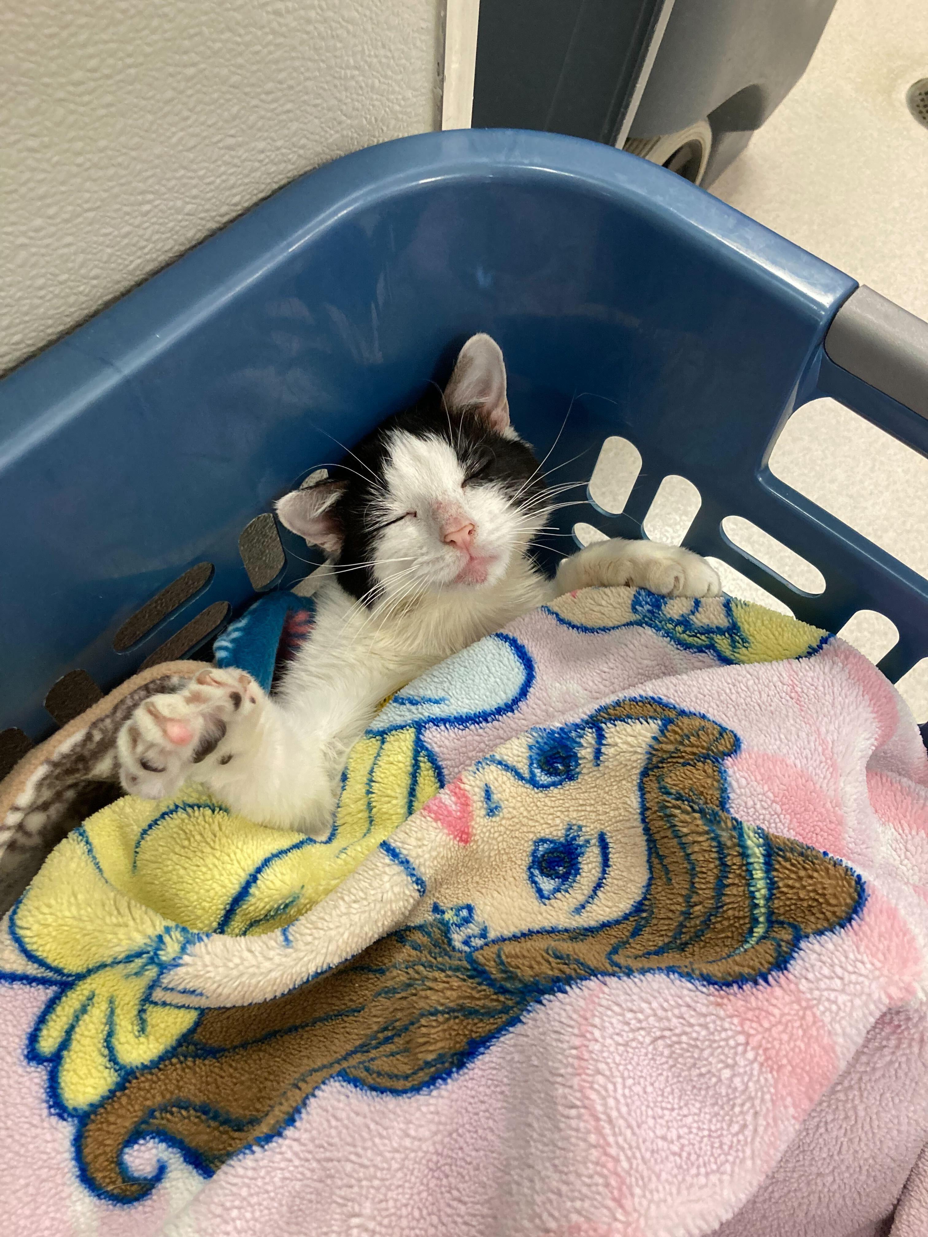 Nayeli, Adoptable, Young Female Domestic Short Hair.