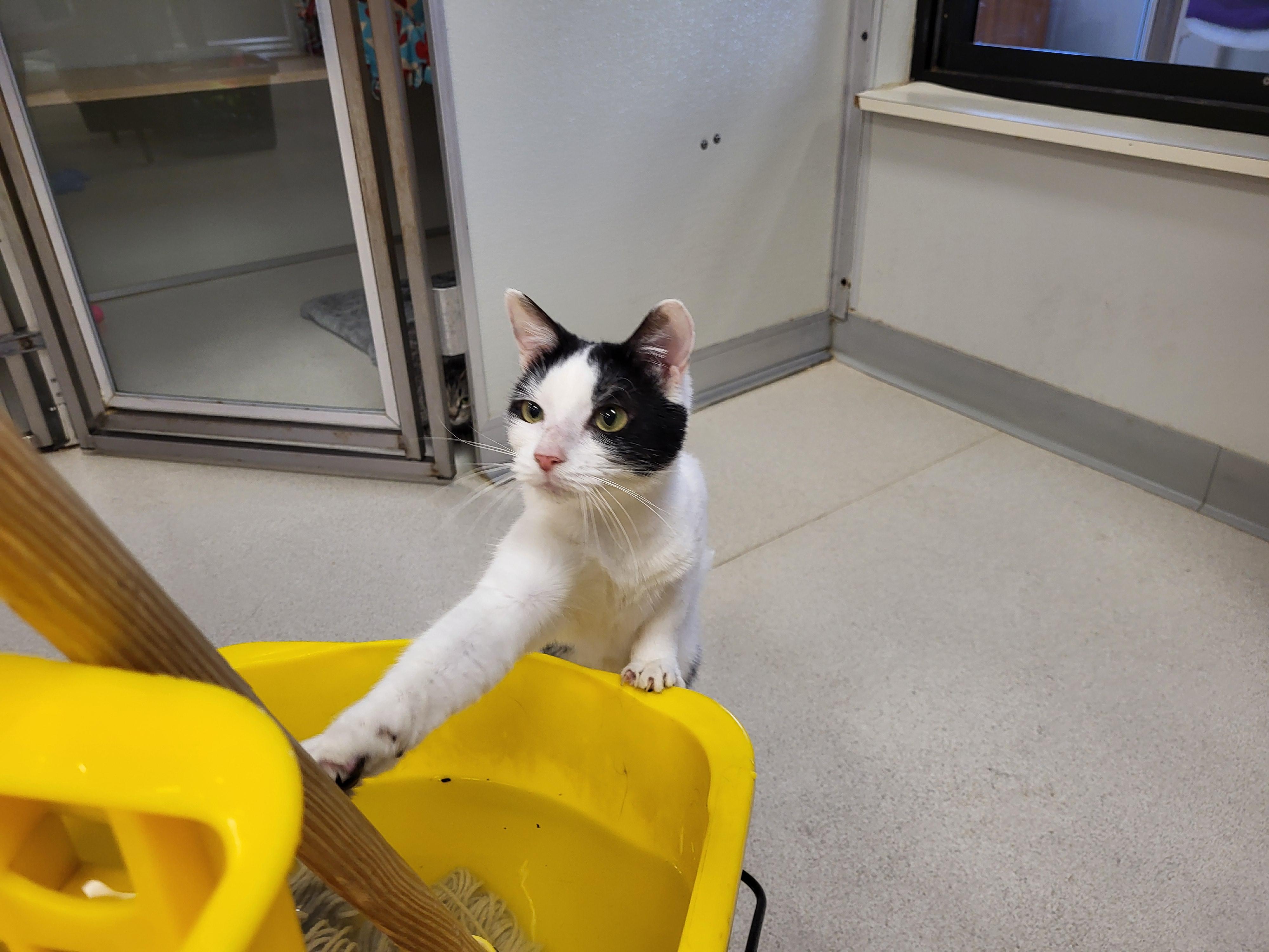 Nayeli, a Adoptable Domestic Short Hair in Grayslake, IL image 2/5