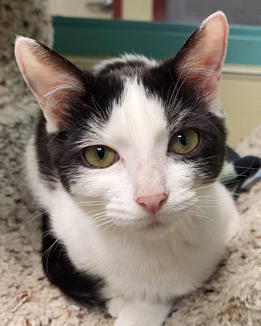 Nayeli, Adoptable, Adult Female Domestic Short Hair.