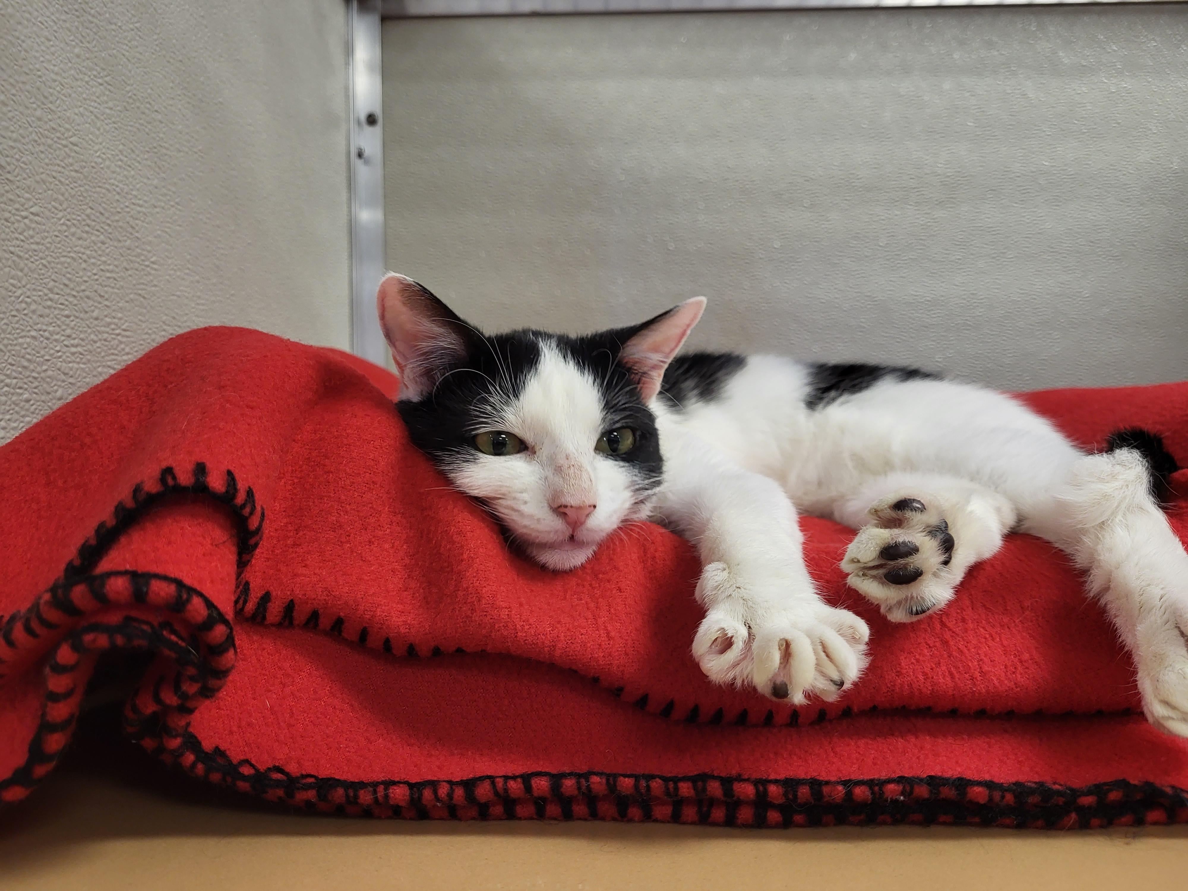 Nayeli, a Adoptable Domestic Short Hair in Grayslake, IL image 4/5