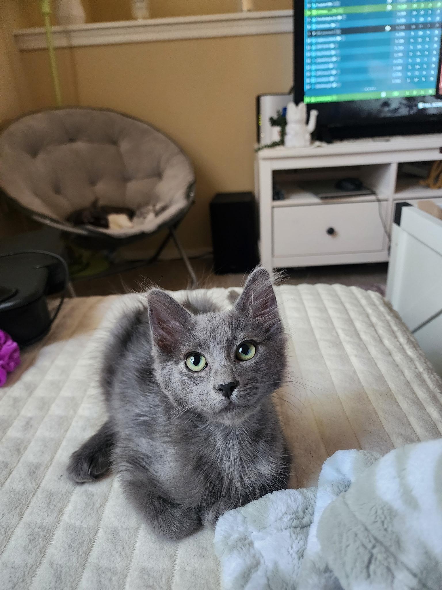 Dan, a ADOPTABLE Domestic Medium Hair in Penryn, CA image 4/4