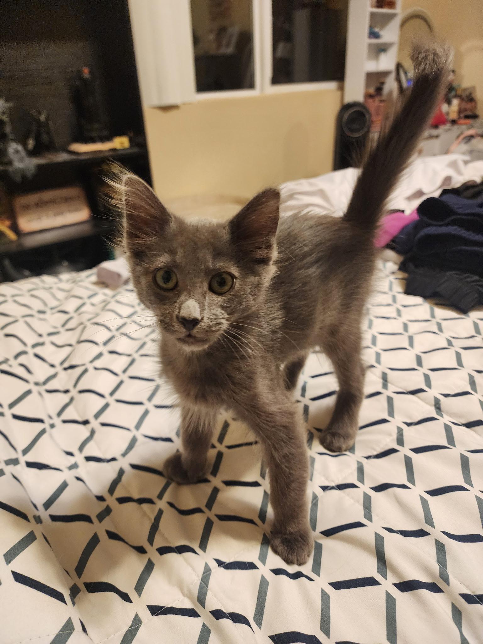 Dan, ADOPTABLE, Kitten Male Domestic Medium Hair.