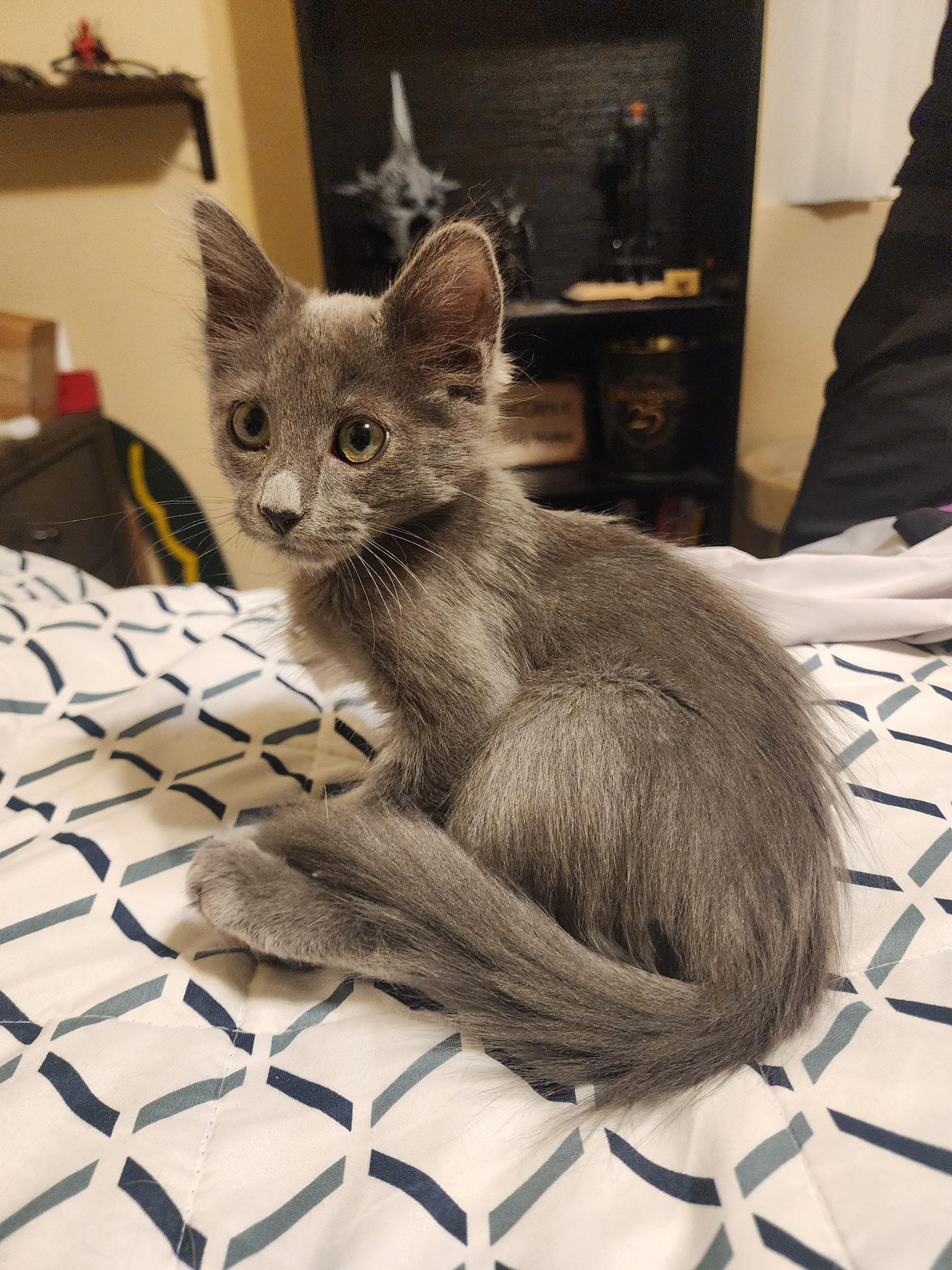 Dan, a ADOPTABLE Domestic Medium Hair in Penryn, CA image 2/4
