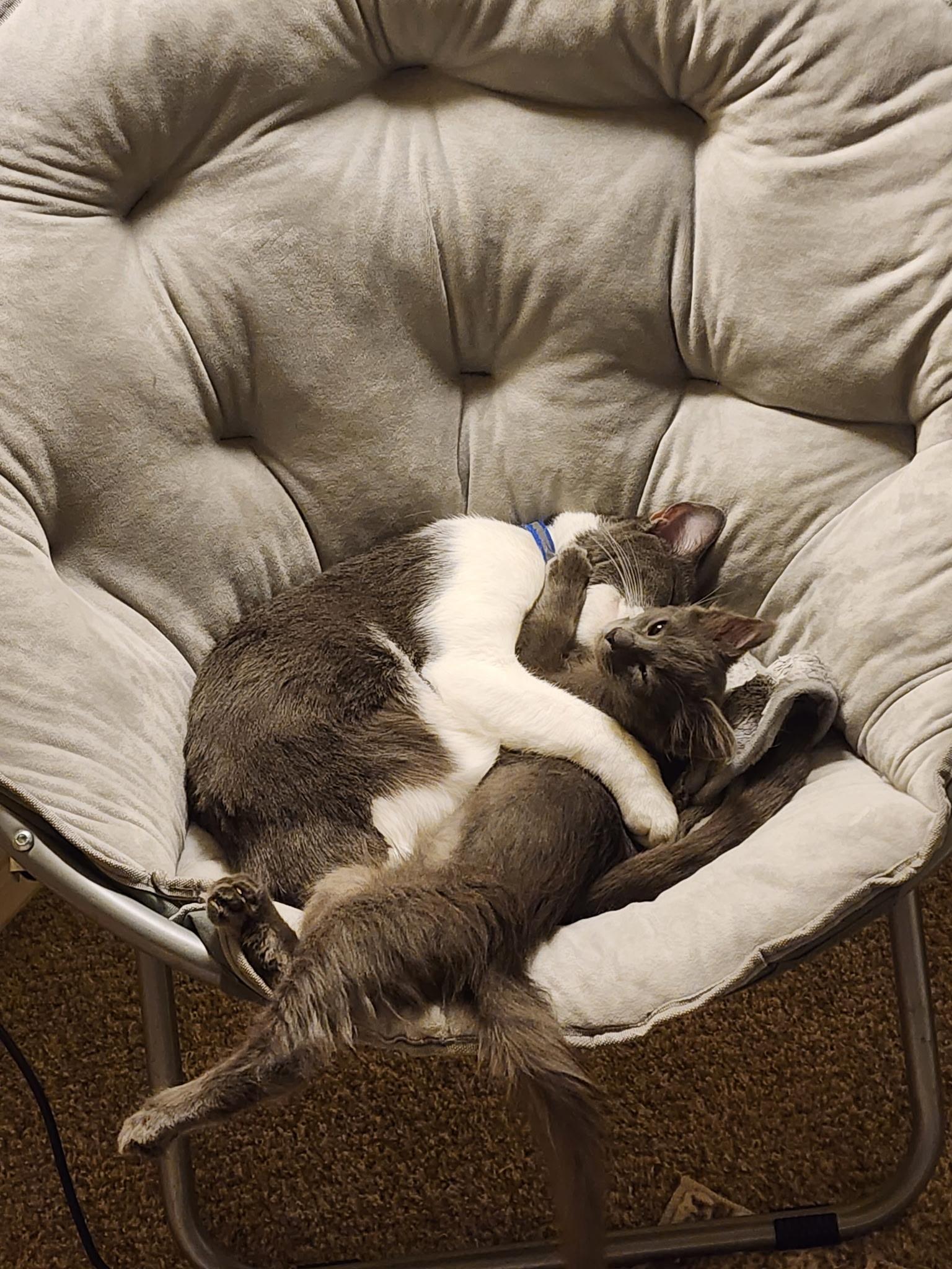 Dan, a ADOPTABLE Domestic Medium Hair in Penryn, CA image 3/4