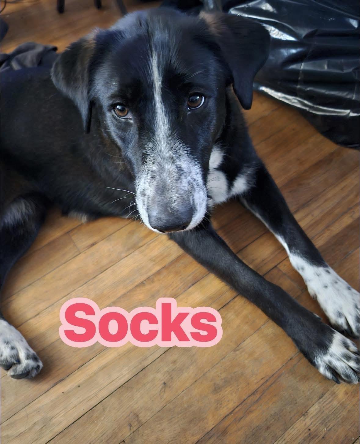 Socks , adopted, Young Female Collie & Labrador Retriever.
