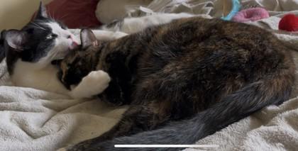 Nibbler, a Adoptable Domestic Short Hair in Montreal, QC image 1/5