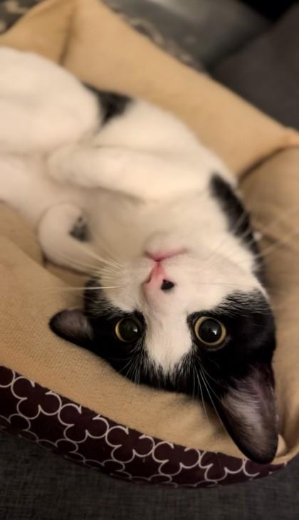 Enlarge Nibbler, a Adoptable Domestic Short Hair in Montreal, QC image 2/3