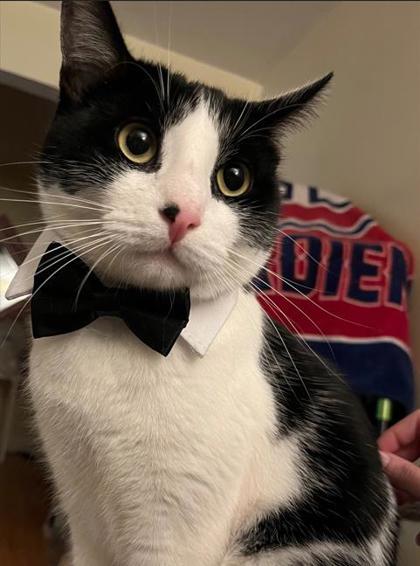 Nibbler, a Adoptable Domestic Short Hair in Montreal, QC image 5/5