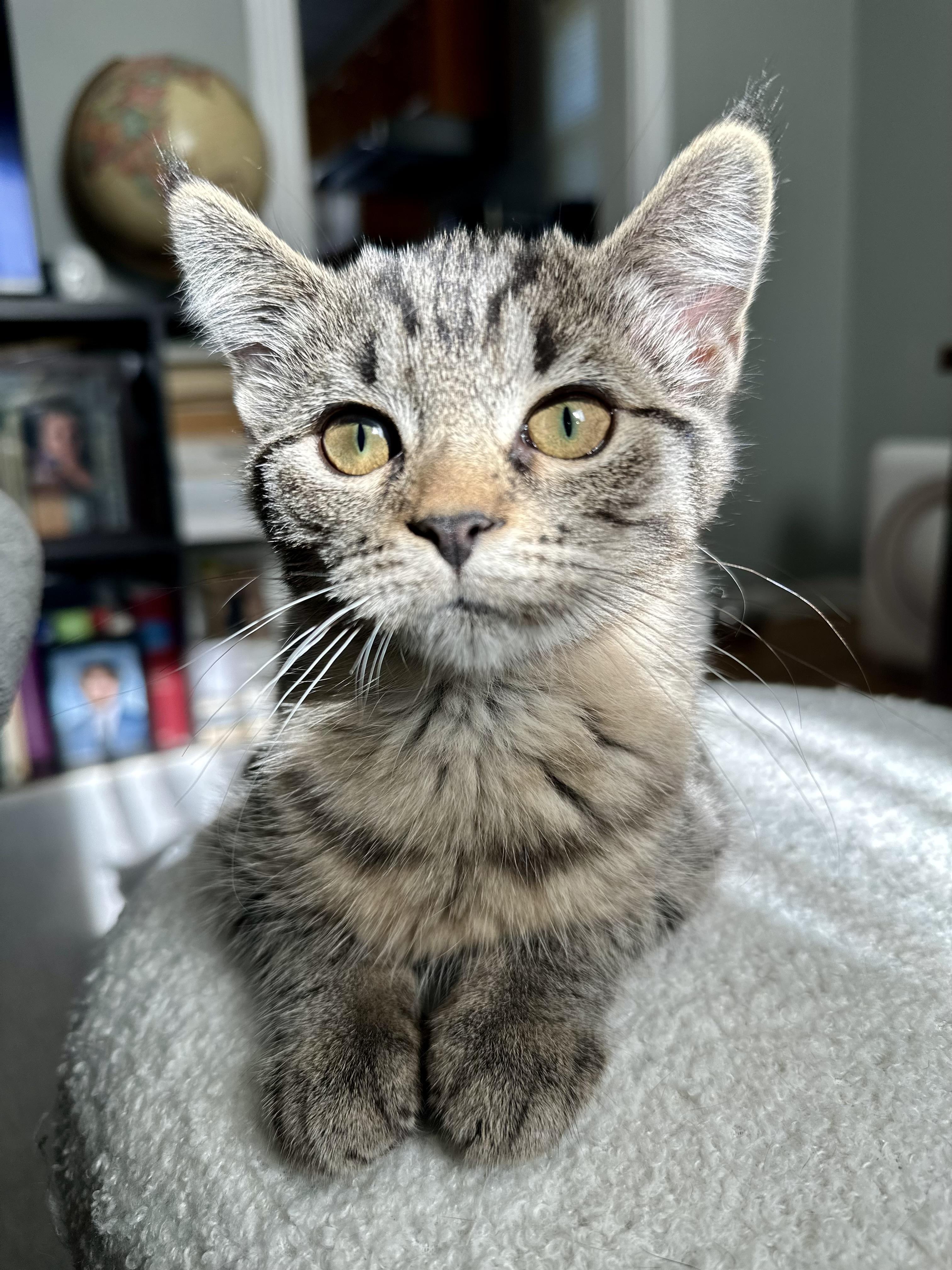 Enlarge Artemis, an adopted Tabby in Wheeling, IL image 2/4