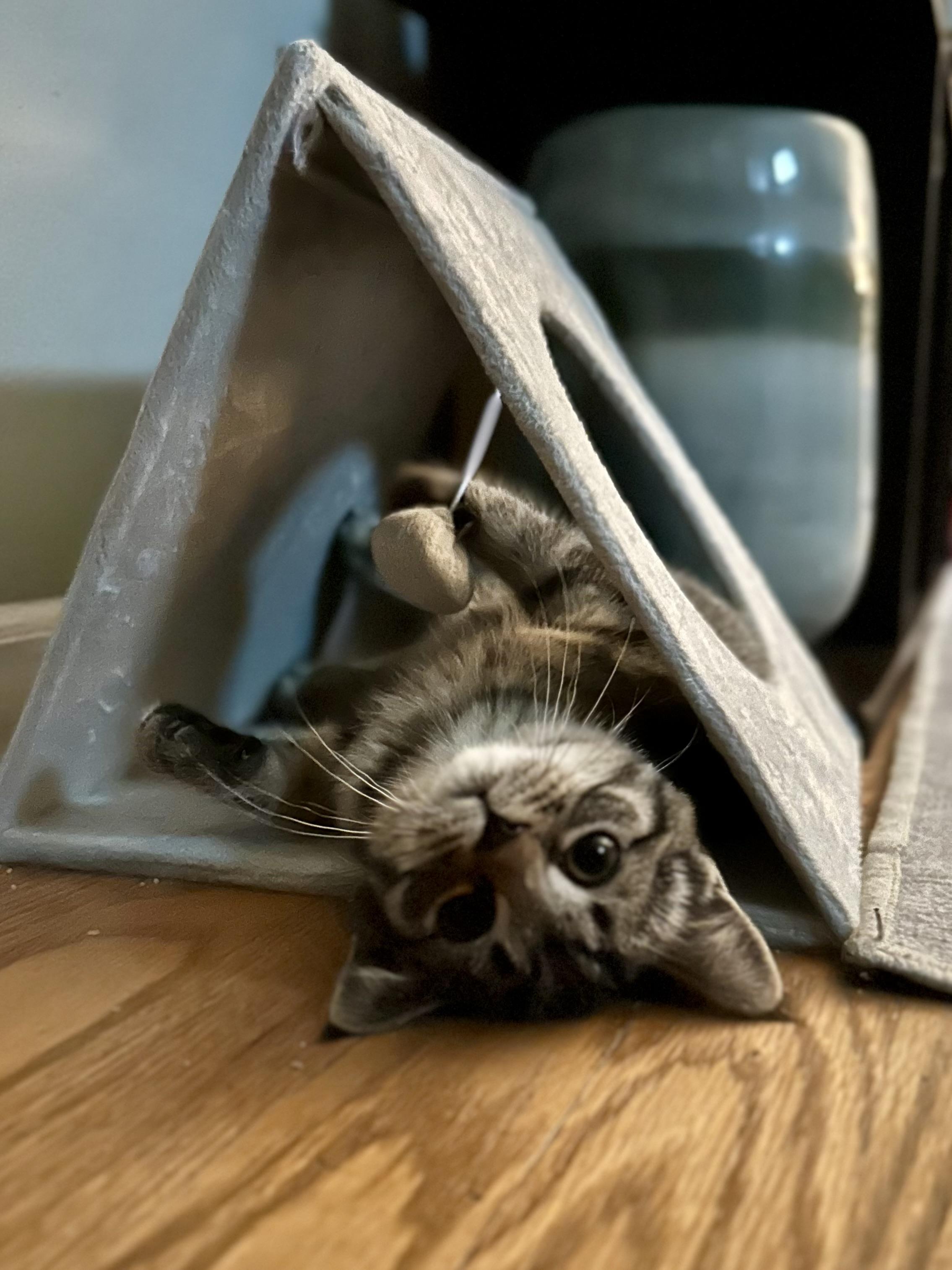 Enlarge Artemis, an adopted Tabby in Wheeling, IL image 1/4