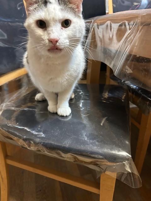 De Niro, Adoptable, Adult Male Domestic Short Hair.