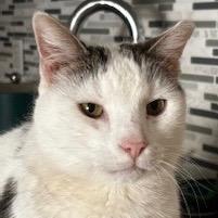 Enlarge De Niro, a Adoptable mixed breed in New York, NY image 1/6