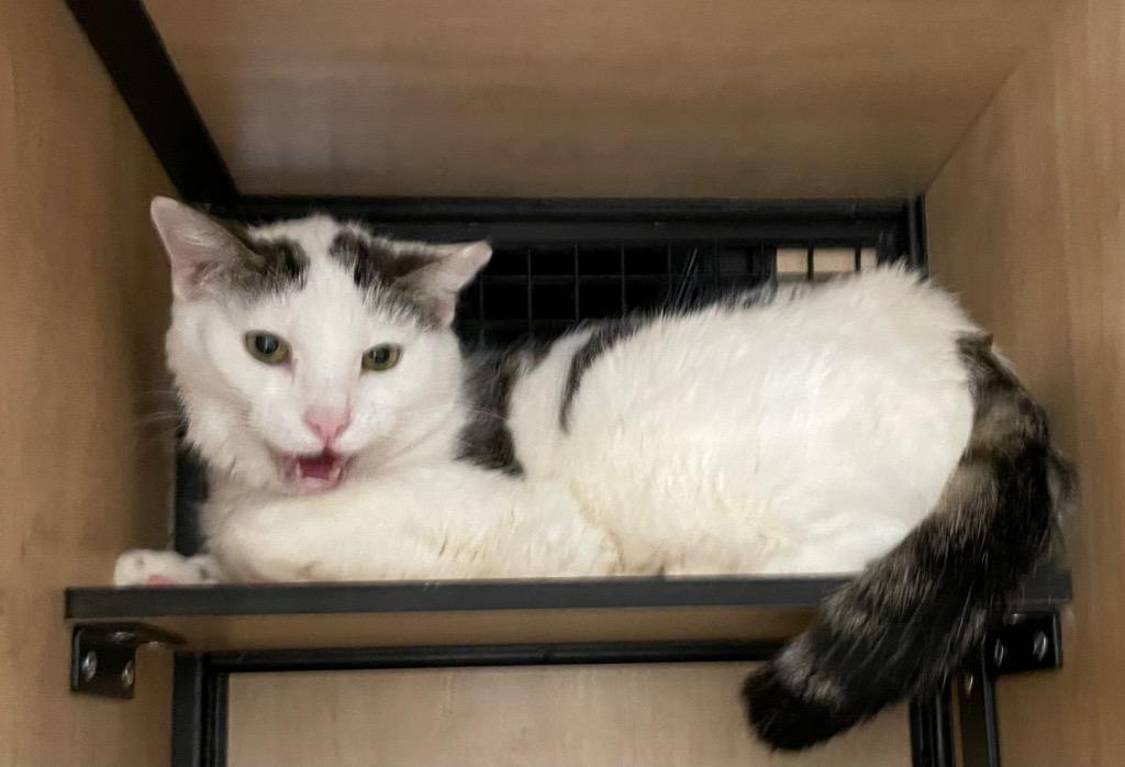 Enlarge De Niro, a Adoptable mixed breed in New York, NY image 3/6