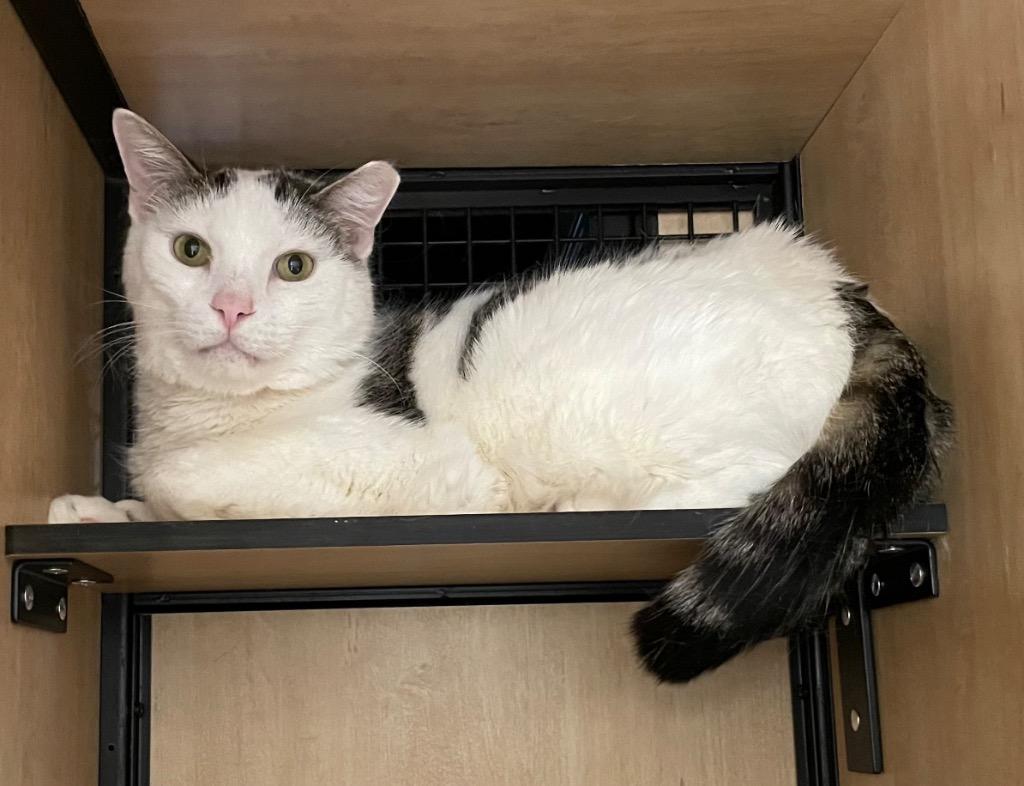 Enlarge De Niro, a Adoptable mixed breed in New York, NY image 6/6