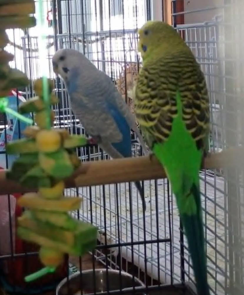 Godzilla (Green), Adoptable, Adult Female Parakeet (Other).
