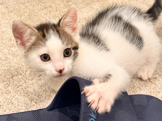 BISCUIT, Adoptable, Kitten Male Domestic Short Hair.