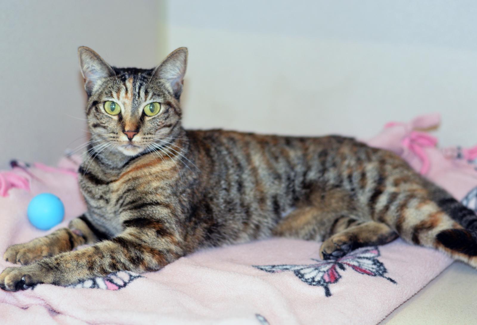 Enlarge TAMMY, an adoptable Tabby in San Clemente, CA image 1/2