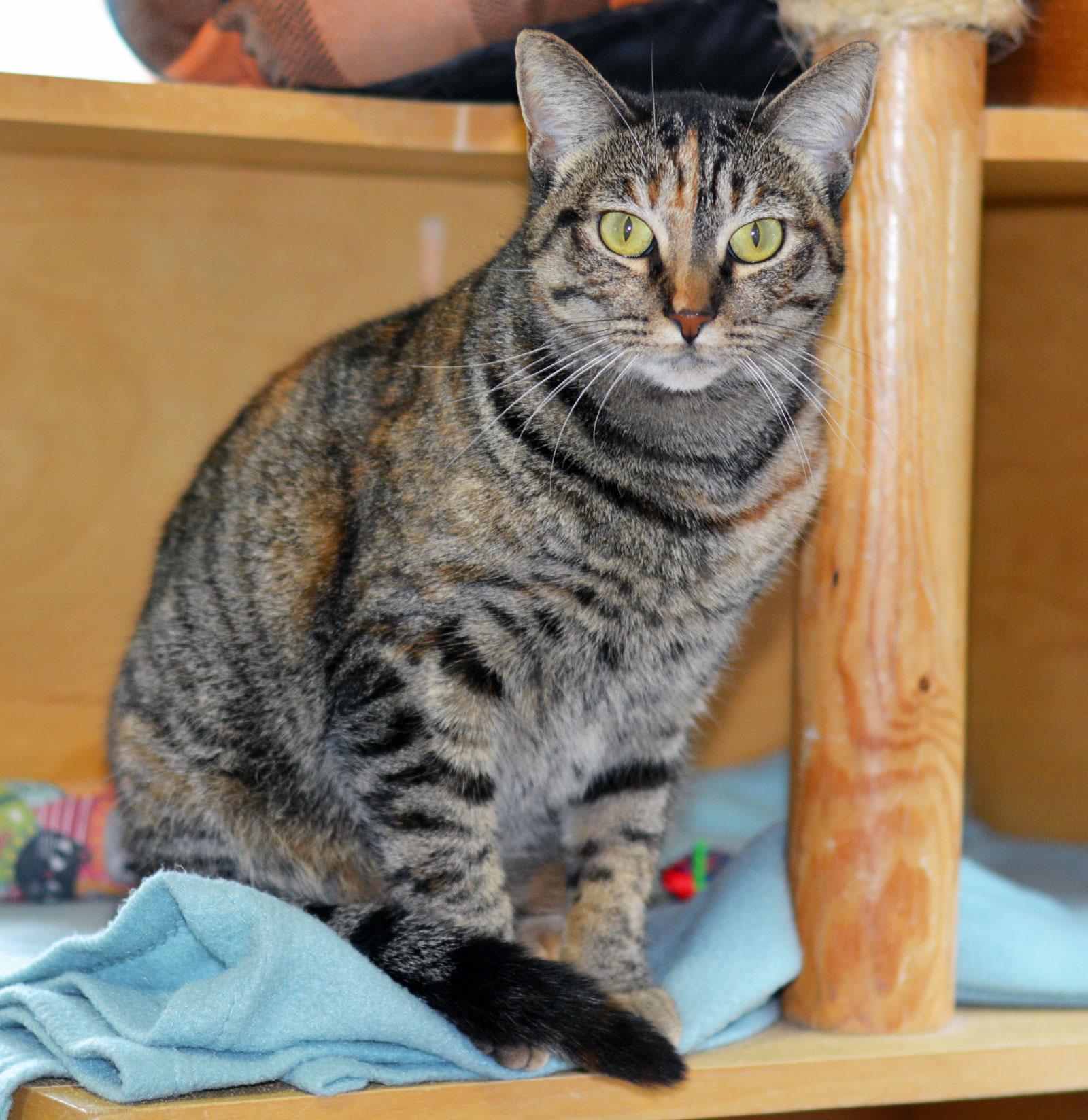 Enlarge TAMMY, an adoptable Tabby in San Clemente, CA image 2/2