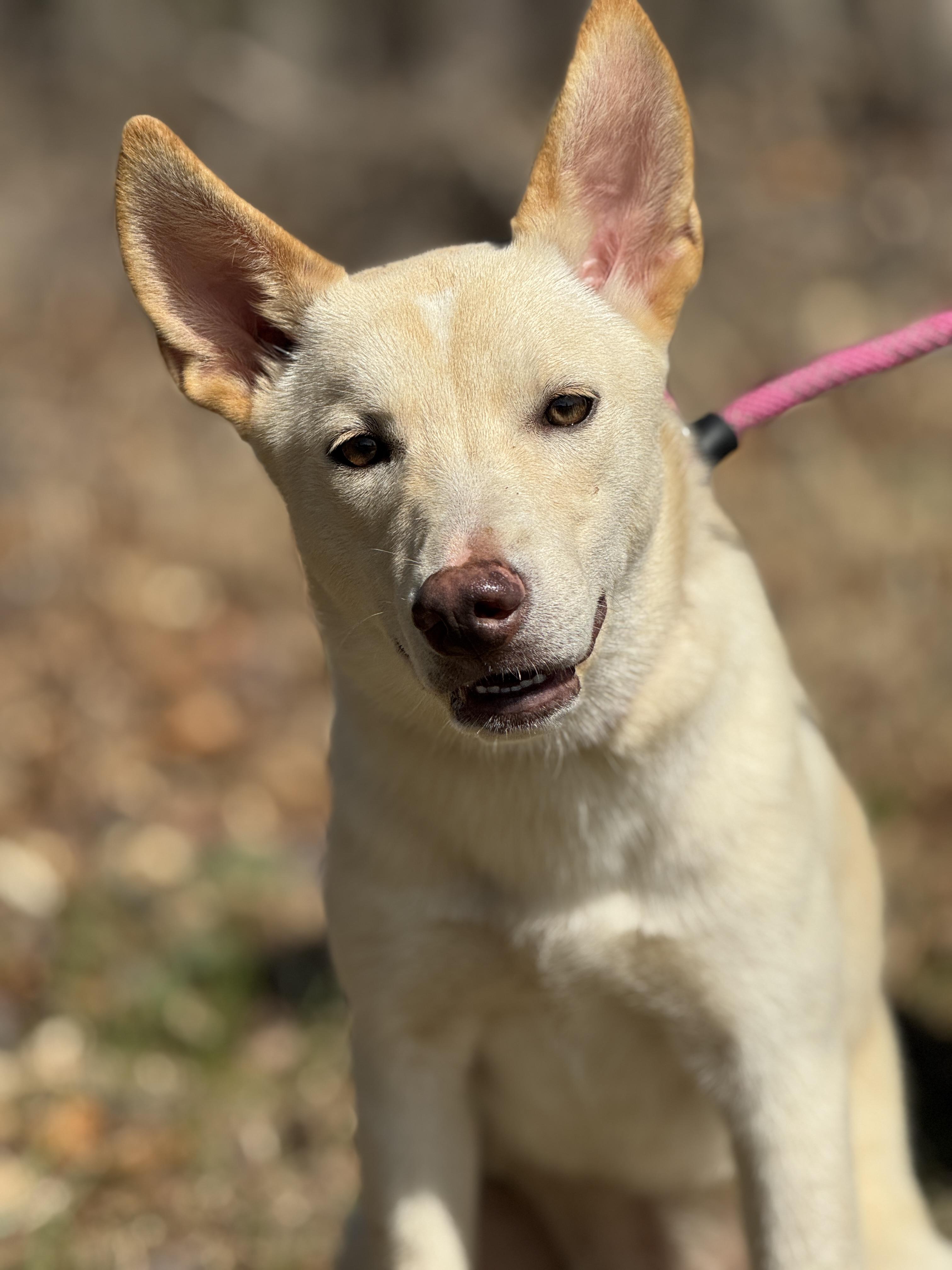 Enlarge Swish, a ADOPTABLE mixed breed in Richmond, VA image 4/6
