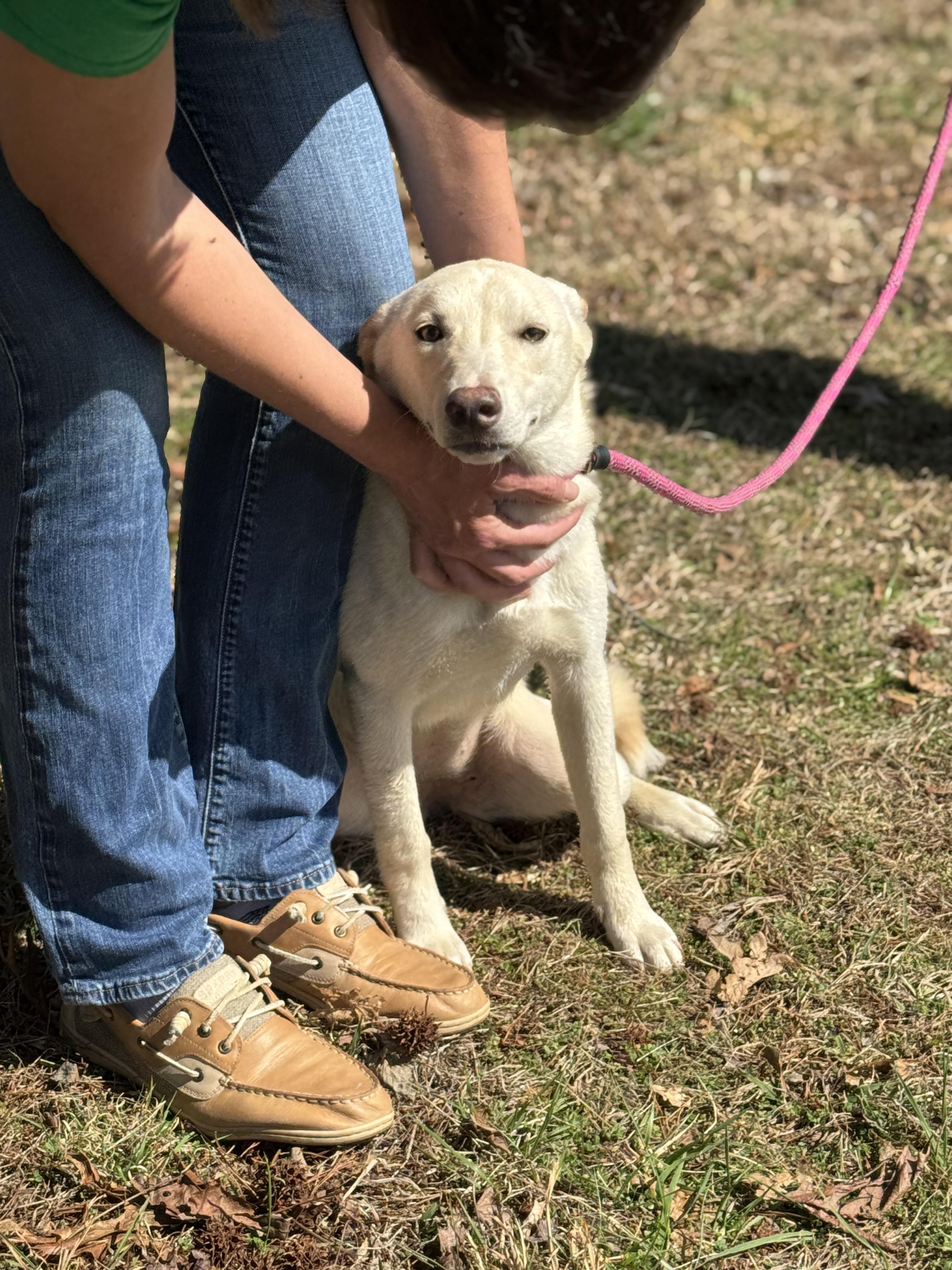 Enlarge Swish, a ADOPTABLE mixed breed in Richmond, VA image 5/6