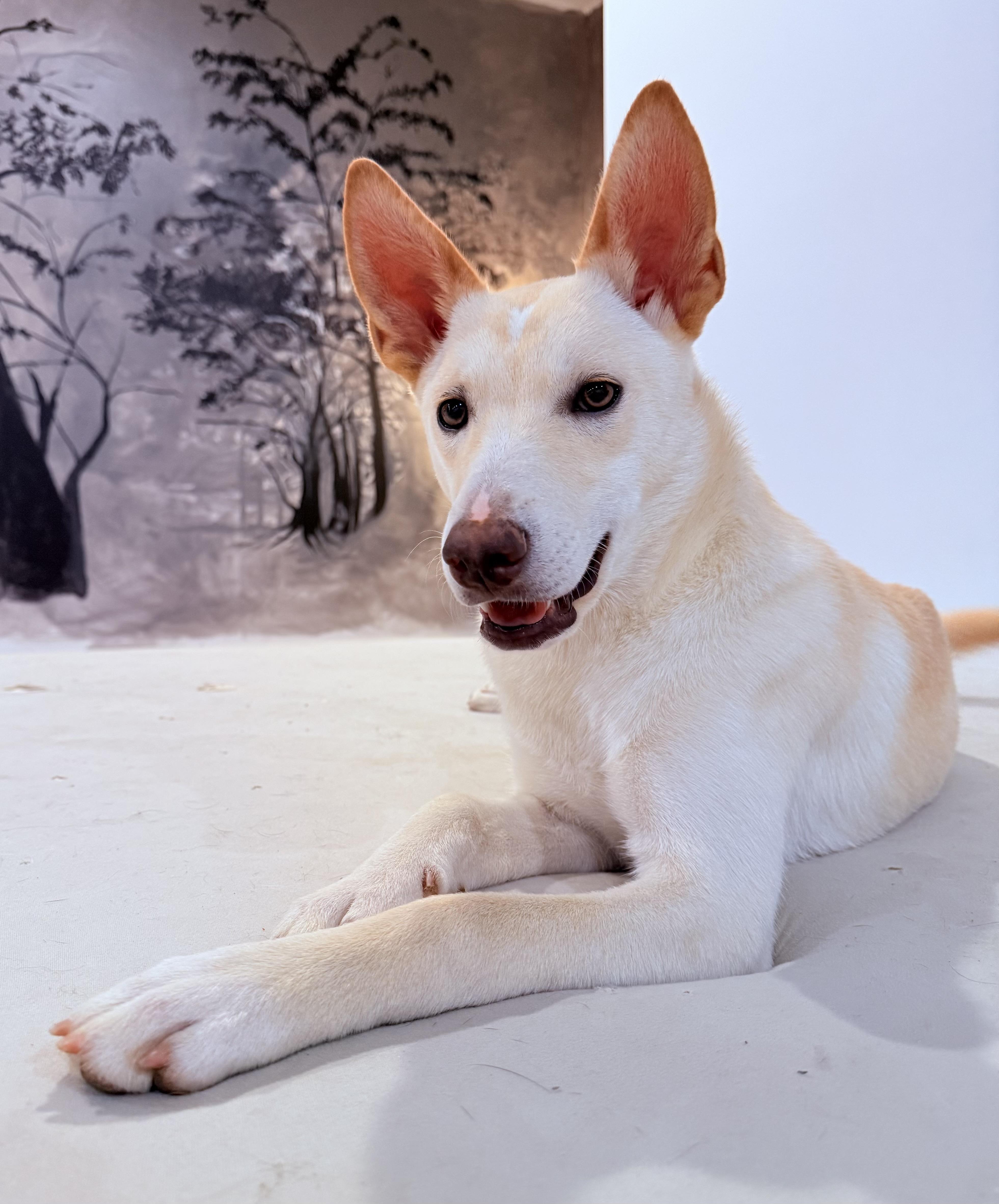 Enlarge Swish, a ADOPTABLE mixed breed in Richmond, VA image 1/6