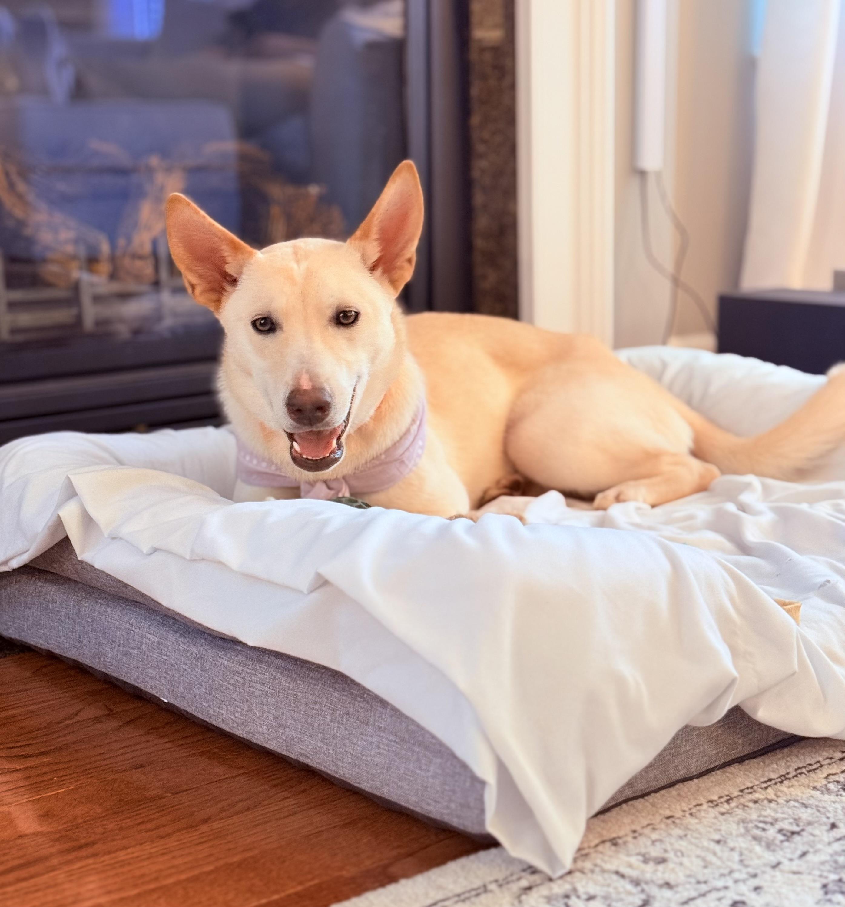 Enlarge Swish, a ADOPTABLE mixed breed in Richmond, VA image 3/6